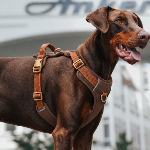 TrueStride™ No-Pull Harness